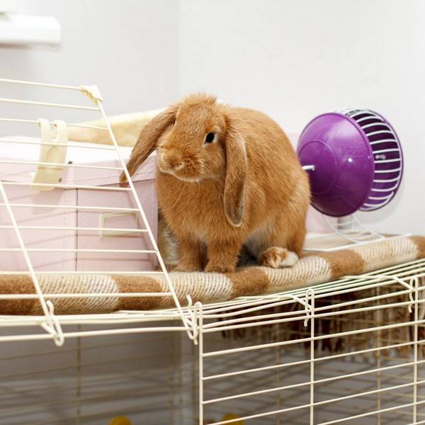 Сколько и чем кормить декоративного кролика - подбираем рацион - фото