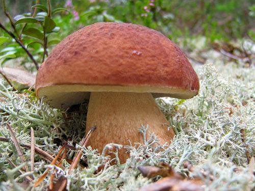 Способы выращивания белого гриба в домашних условиях с фото