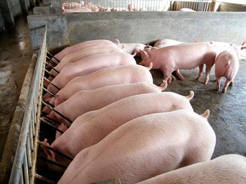 Вас интересует свиноводство как бизнес? с фото