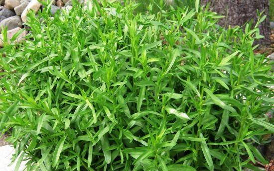 Тархун трава: описание, выращивание, использование с фото