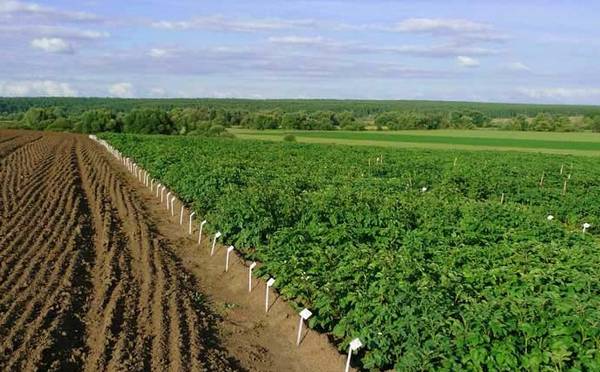 Технология возделывания картофеля в фермерском хозяйстве - фото