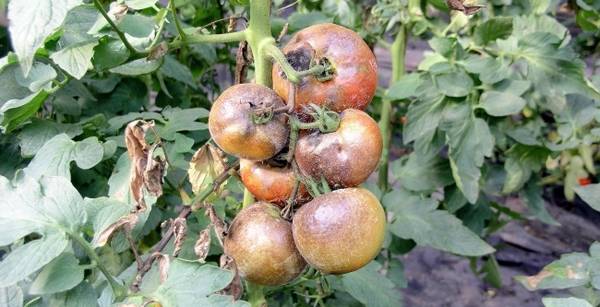 Темные пятна на томатах: причины появления и способы устранения - фото