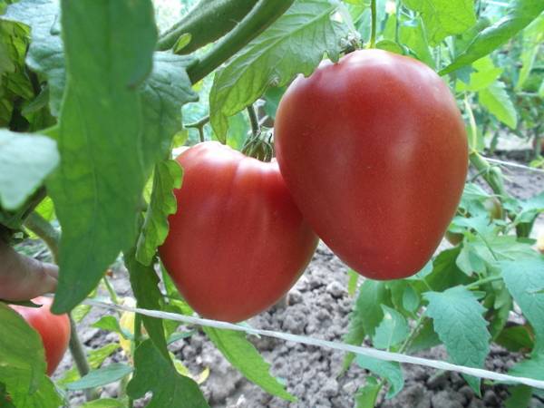 Салатный томат «Батяня»: характеристика и описание сорта - фото