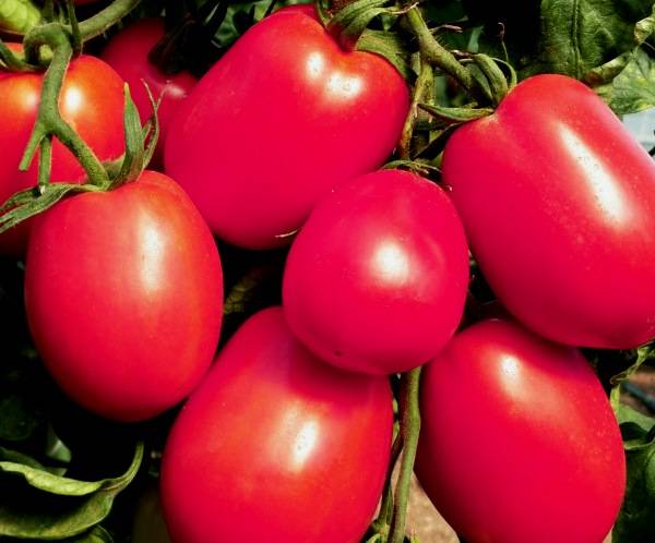 Де Барао розовый - неиссякаемый томат - фото