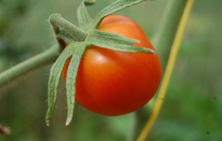 Характеристика сорта помидора Клуша: отзывы и фото - фото