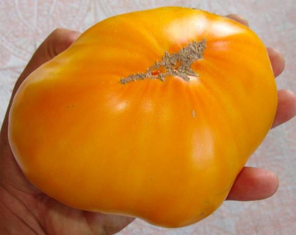 Томат Король Сибири как лучший сорт оранжевых томатов - фото