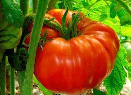 Выращивание томата Лучезарный гигант - фото