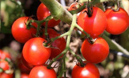 Лучшие сорта томатов для выращивания в теплице из поликарбоната с фото