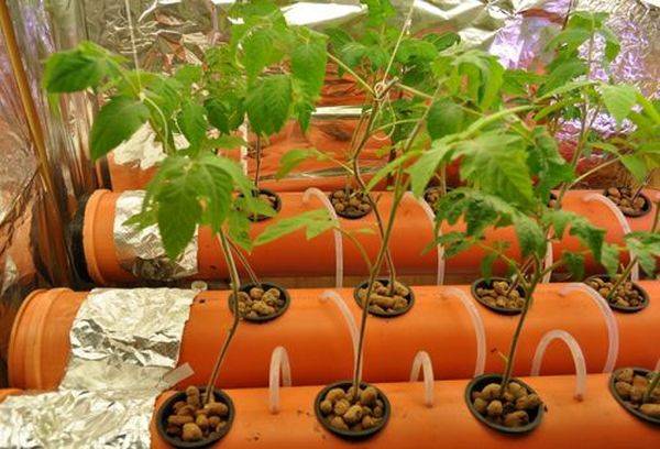 Плюсы и минусы выращивания томатов на гидропонике - фото