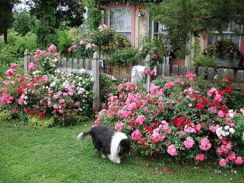 Почвопокровные розы, цветущие все лето - фото