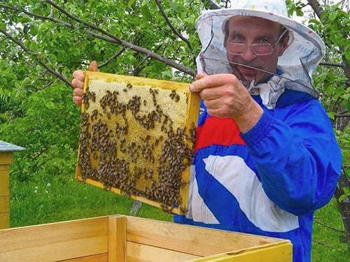 Как самостоятельно приготовить тыквенный мед дома с фото