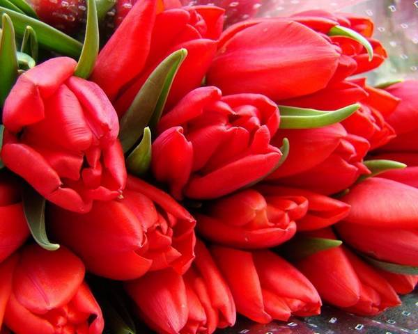 Сорта тюльпанов, а также их виды  все секреты прекрасного цветка - фото