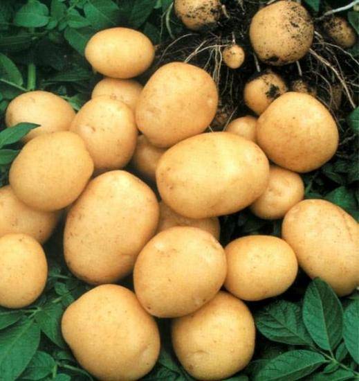 Уход и выращивание картофеля на даче в разных условиях - фото