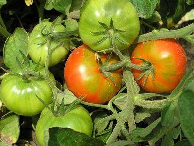 Уход за томатами в теплице: поливаем-опыляем с фото