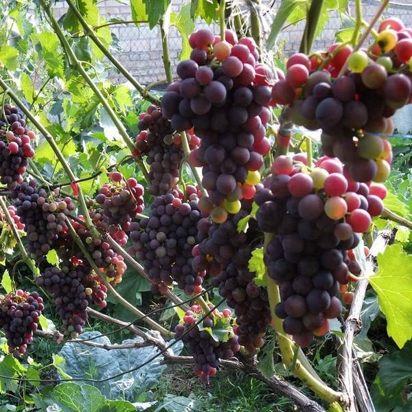 Уход за виноградом летом и особенности ухаживания в первый год - фото