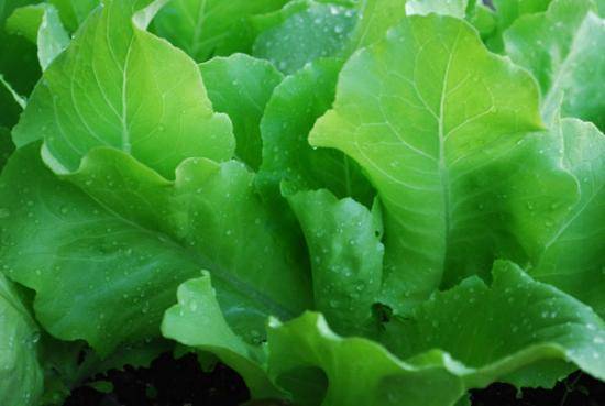 В чем выращивание салата листового в теплицах заключается с фото