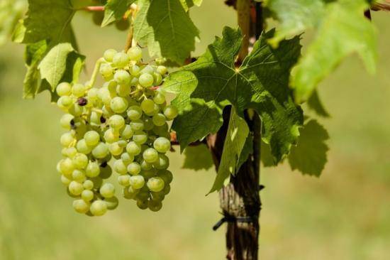 Виноград Алиготе: особенности выращивания с фото