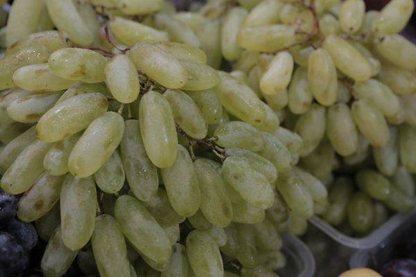 Выращивание лучшего среднеазиатского винограда Дамские пальчики - фото