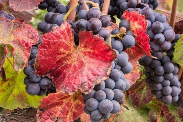 Чем лечить и почему у винограда красные листья с фото