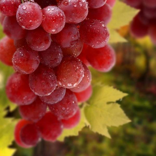 Виноград — полезные свойства плодов и сока для укрепления здоровья с фото