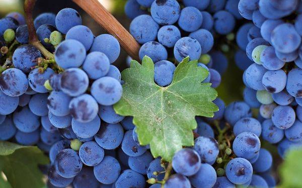 Особенности посадки и ухода за виноградом в Подмосковье - фото