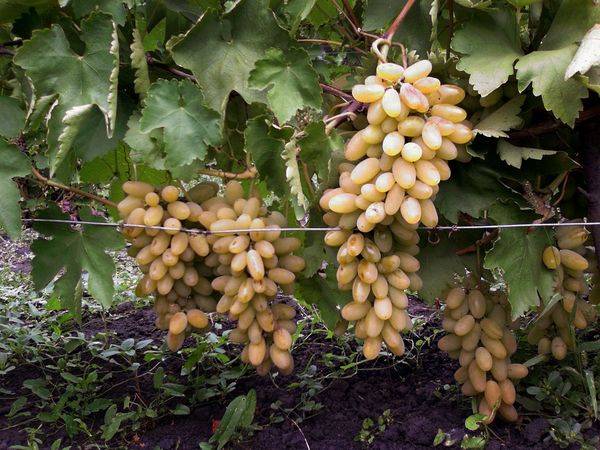 Выращивание светлого столового сорта винограда Тимур
