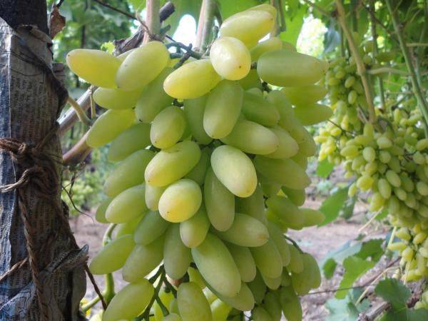 Выращивание светлого столового сорта винограда Тимур - фото