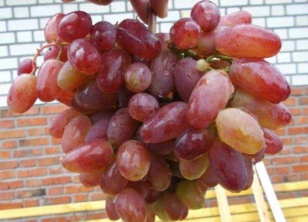 Выращивание винограда свехраннего сорта Юлиан - фото