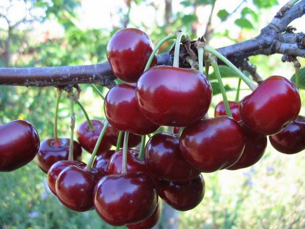 Вишня Жуковская: восхитительно вкусные ягоды - фото