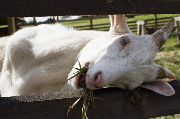 Особенности содержания коз на частном подворье с фото