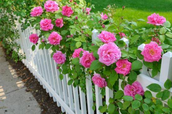 Вторая жизнь розы: выращивание роз из черенков в домашних условиях с фото