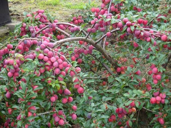 Выращиваем в саду одно из самых стойких плодовых деревьев  алычу - фото