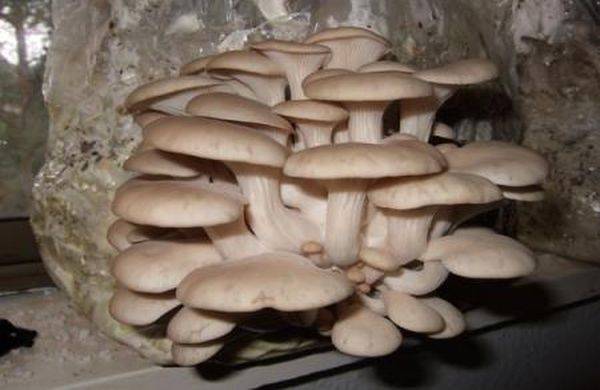 Как самостоятельно сделать бизнес из выращивания грибов - фото
