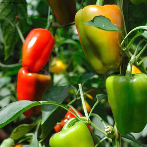 Где лучше всего выращивать перец  в домашних условиях, в теплице или в открытом грунте? с фото