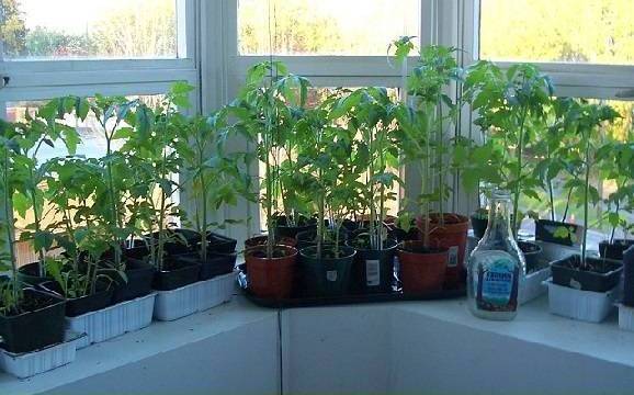 Выращиваем помидоры на балконе пошагово - фото