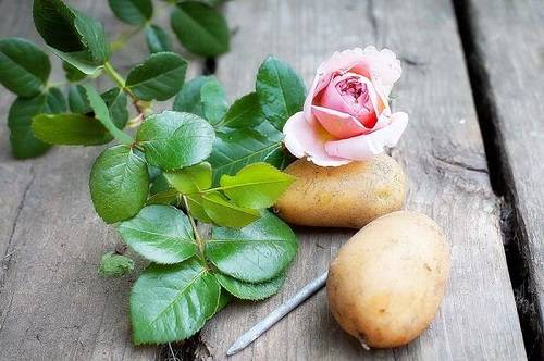 Выращивание роз дома в картошке - фото