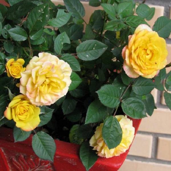 Розы в горшках  можно ли вырастить прекрасные розы в домашних условиях? - фото