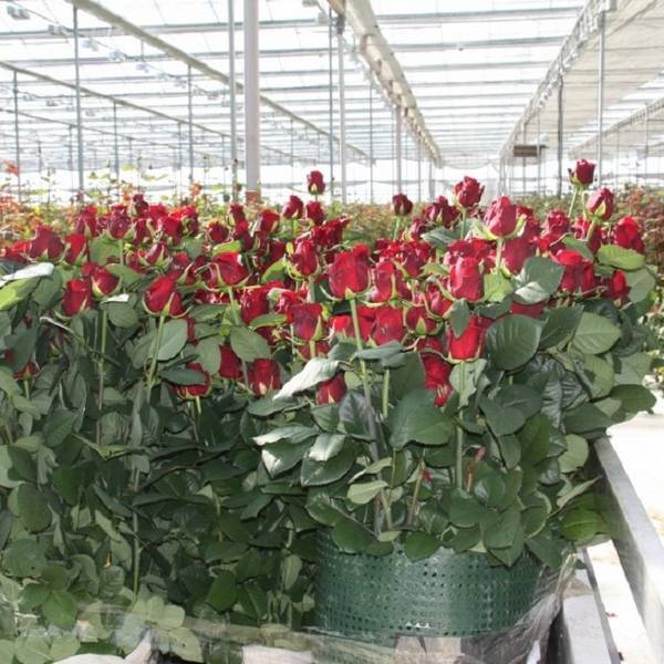 Выращивание роз в теплице круглый год  какие сорта выбрать, и как правильно ... - фото