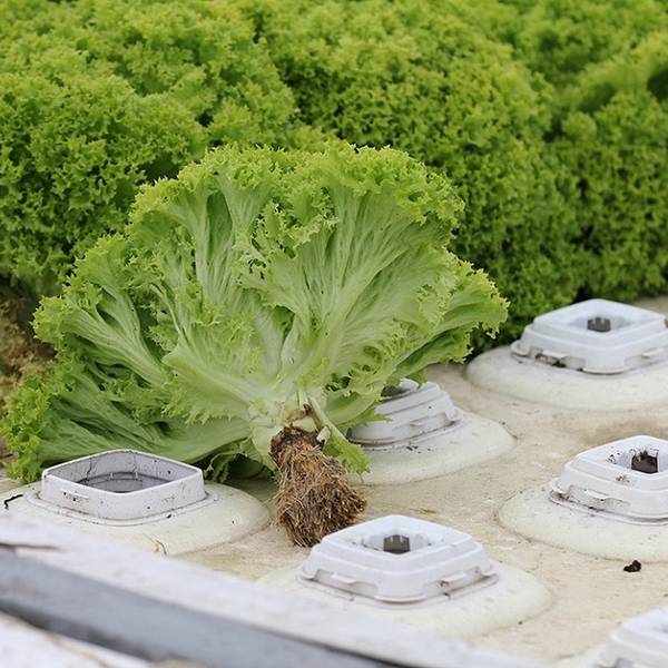 Выращивание салата на подоконнике  зеленая грядка на вашей кухне - фото