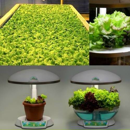 Как вырастить салат в домашних условиях - фото