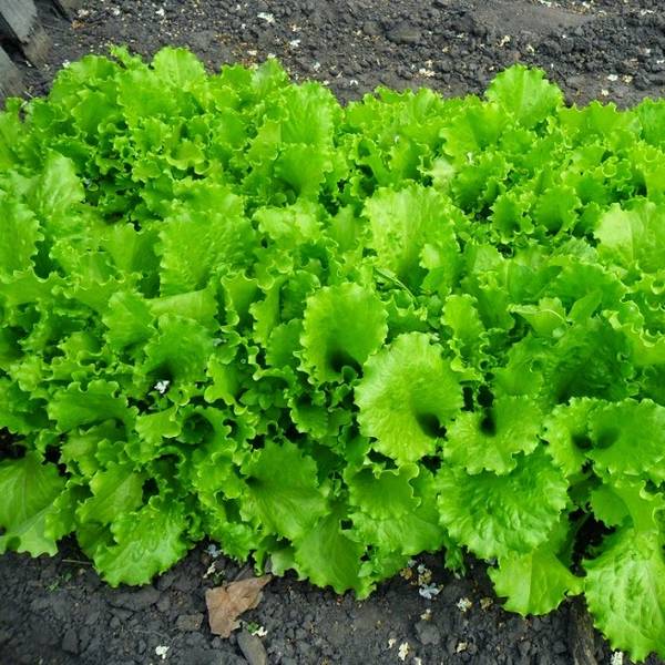 Выращивание салата в открытом грунте и домашних условиях - фото