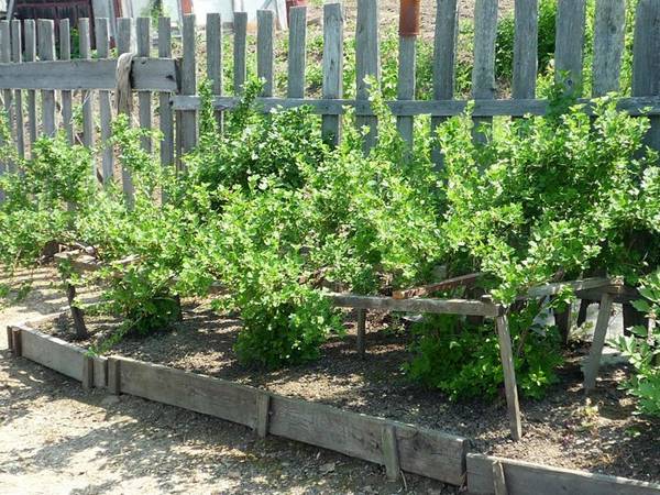 Как получить вкусную и ароматную ягоду на садовом участке или некоторые особенности выращивания смородины с фото