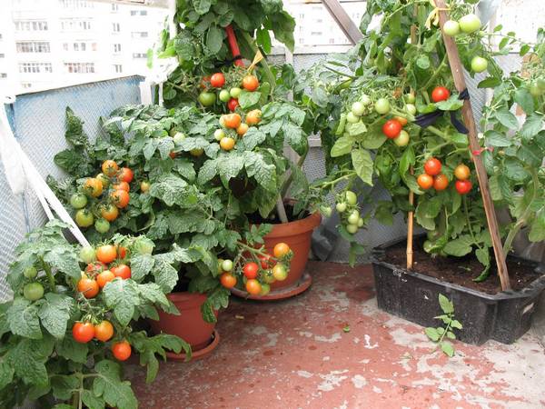 Инструкция по выращиванию томатов в домашних условиях - фото