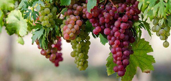 Лучшие сорта и выращивание винограда в Беларуси с фото