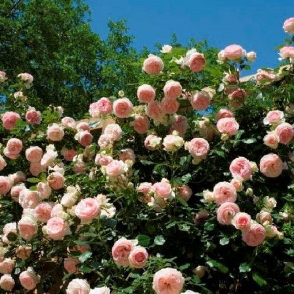 Плетистые розы для украшения участка  какие сорта выбрать, и где их посадит ... - фото