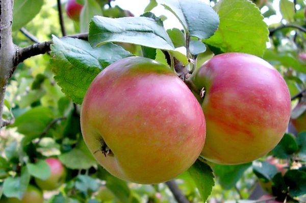 Как выбрать лучший сорт яблони для Подмосковья с фото