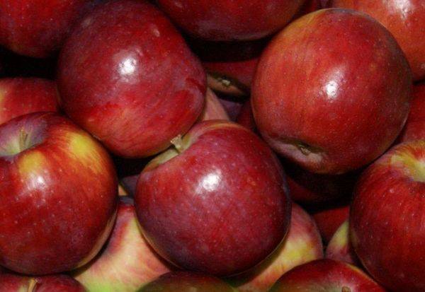 Описание и характеристика отечественного сорта яблони Беркутовское с фото