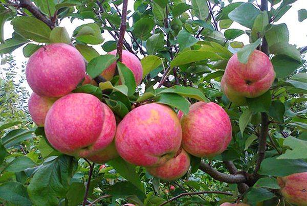 Описание карликового сорта яблони Братчуд - фото