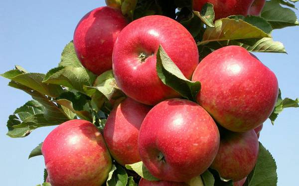 Описание и уход за компактной яблоней сорта Елена с фото