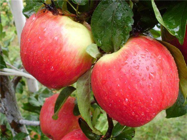 Характеристика яблони летнего сорта Эрли Женева - фото